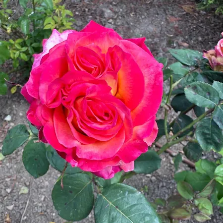 Bellerose וילה Bozhurets