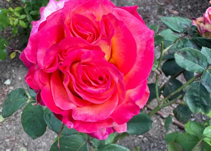 Bellerose Villa Bozhurets